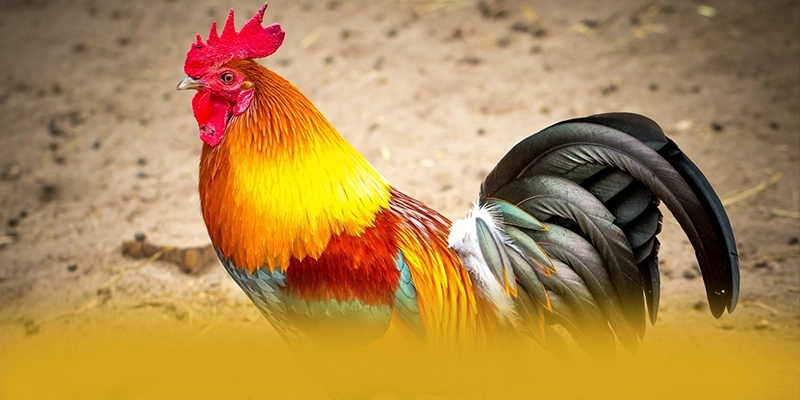Khuyến mãi giá trị lớn dành cho cộng đồng tại BET88