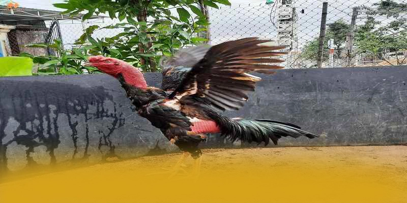 So sánh của 8XBET so với các nhà cái khác